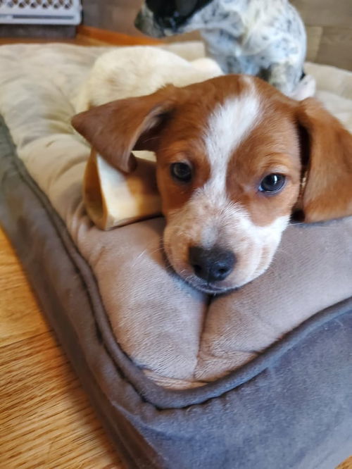 Phoenix puppy!