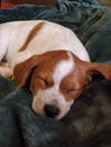 Phoenix puppy!