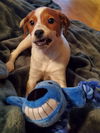 Phoenix puppy!