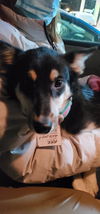 Puppy Ava *Sweet, smart puppy!*