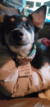 Puppy Ava *Sweet, smart puppy!*