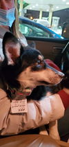 Puppy Ava *Sweet, smart puppy!*