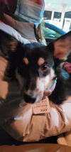 Puppy Ava *Sweet, smart puppy!*
