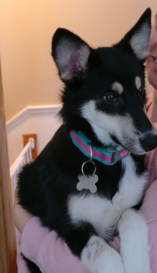 Puppy Ava *Sweet, smart puppy!*