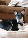 Puppy Ava *Sweet, smart puppy!*
