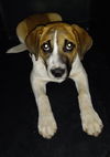 Puppy Constance
