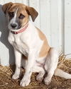 Puppy Constance