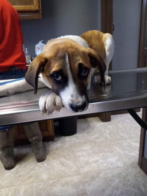 Puppy Constance