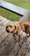 Ginger