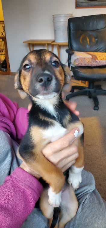 Puppy Minnie