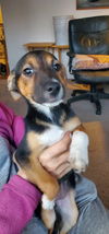 Puppy Minnie