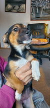 Puppy Minnie