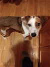 Bailey *Help! I need a foster home!*