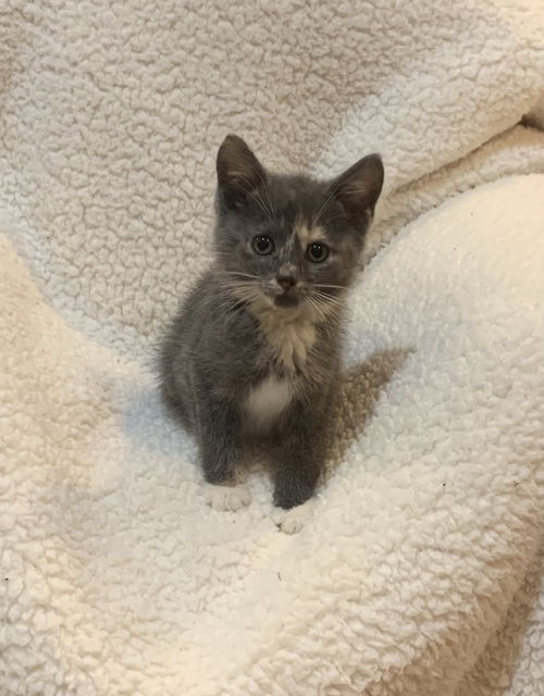 Juniper