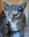 Juniper