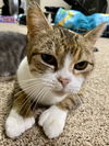 Polly the Polydactyl