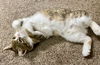 Polly the Polydactyl