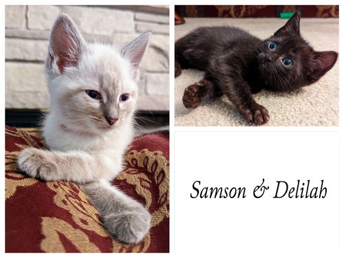 Samson & Delilah