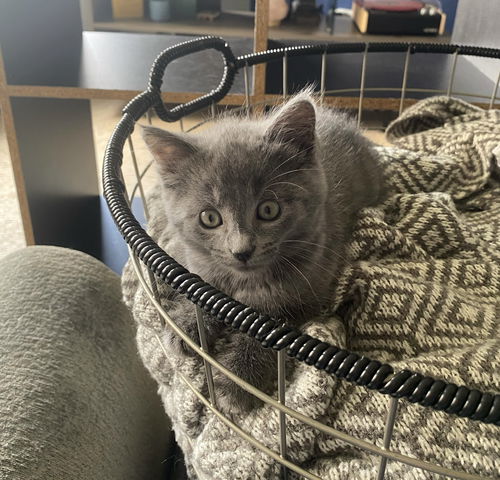 Duchess