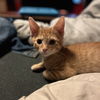 Joey