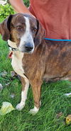 Maddie *Help! I need a foster home!*