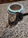Pepper