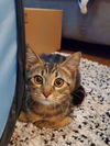 Pepper