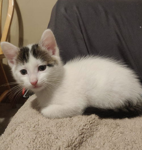 Remington