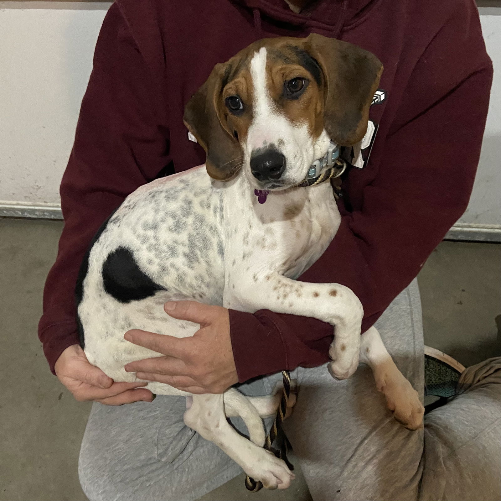 Dog for Adoption - Peanut, a Beagle in White Bear Lake, MN | Alpha Paw