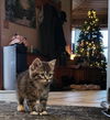 Elfie