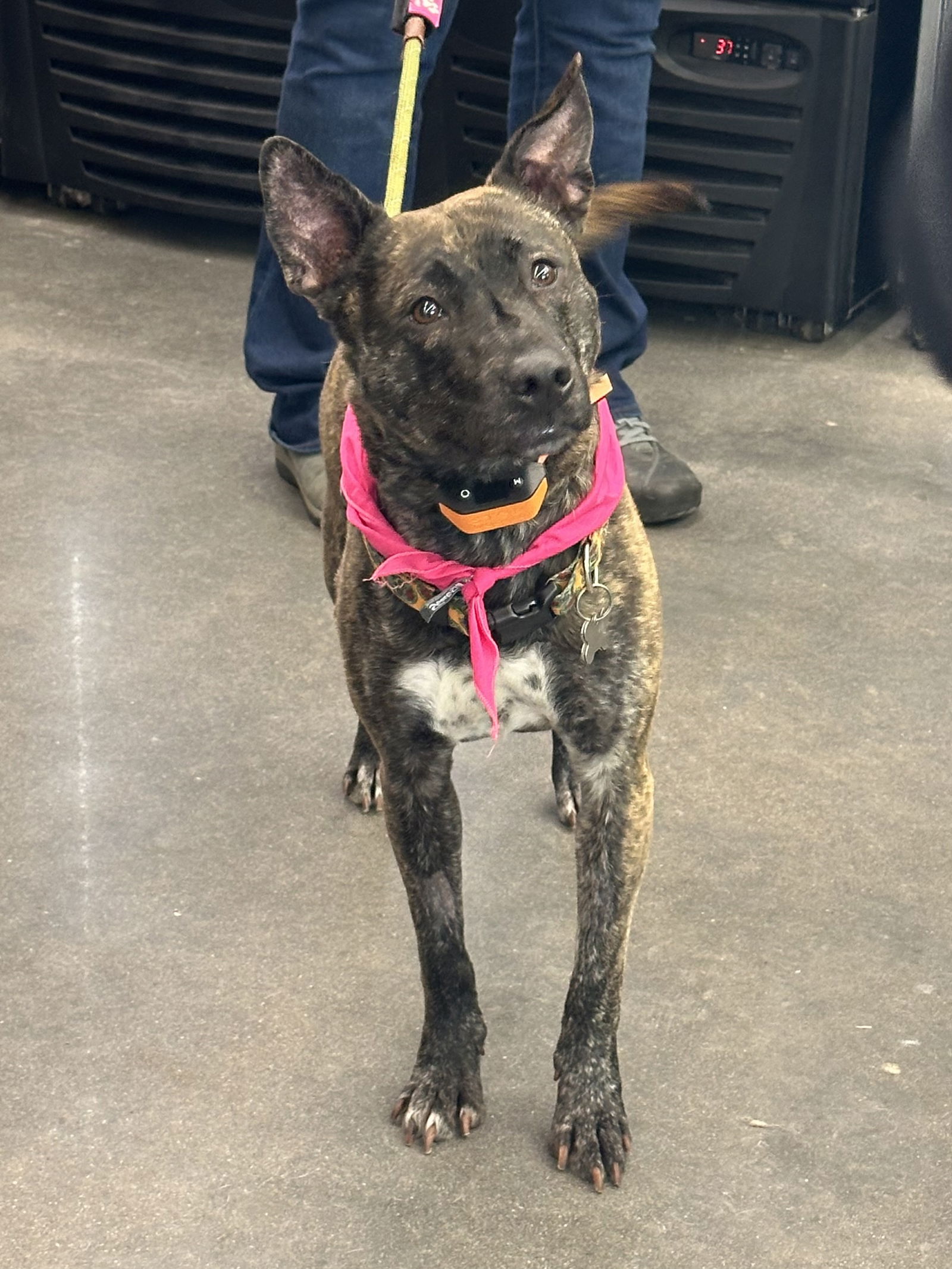 adoptable Dog in Minneapolis, MN named Martha