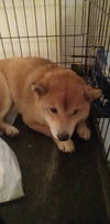 Belle *Adoption Pending*
