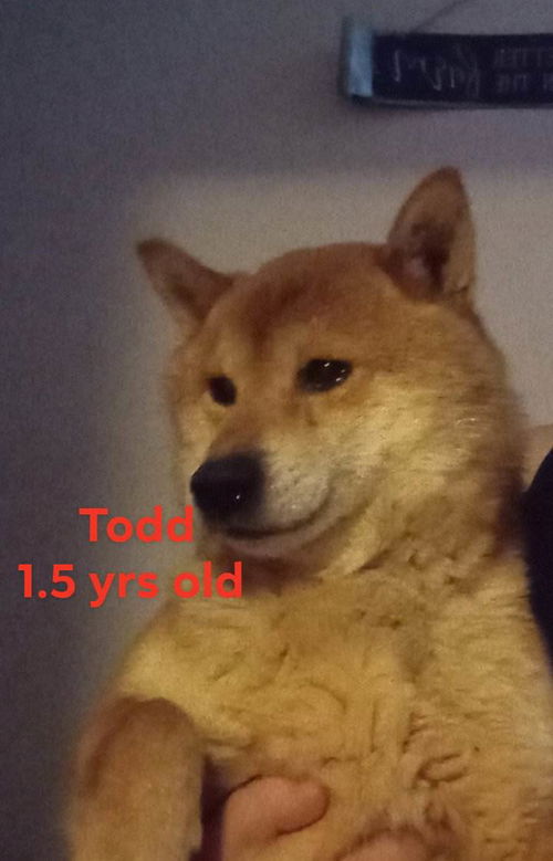 Todd