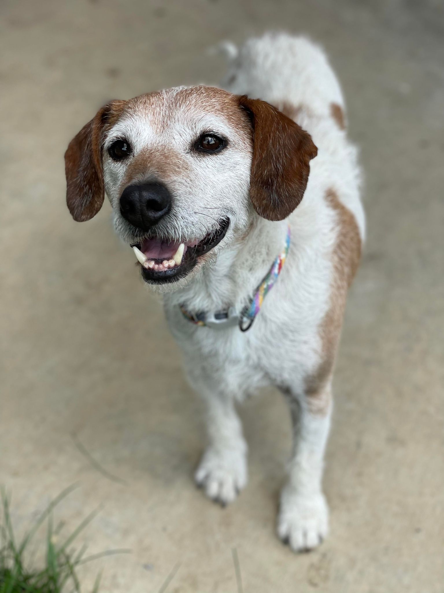 Dog for Adoption - Matlock, a Jack Russell Terrier in Roseville, MN ...