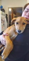 Elvis (the puppy)