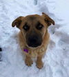 Forest *Help! I need a foster home!*
