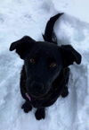Sky *Help! I need a foster home!*
