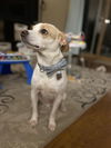 Herman *Help! I need a foster home!*