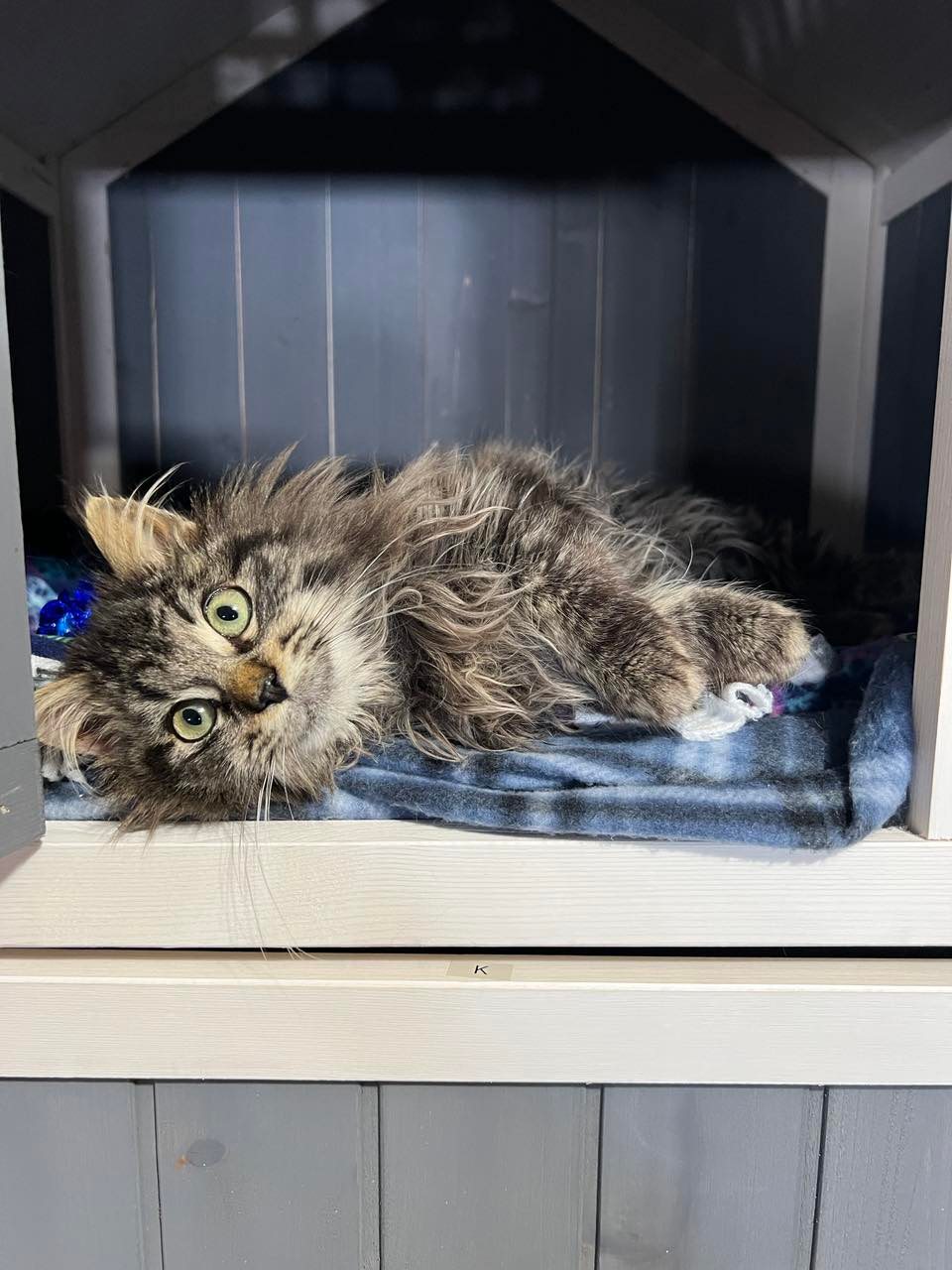 Cats for Adoption in Lakeville, Minnesota Alpha Paw