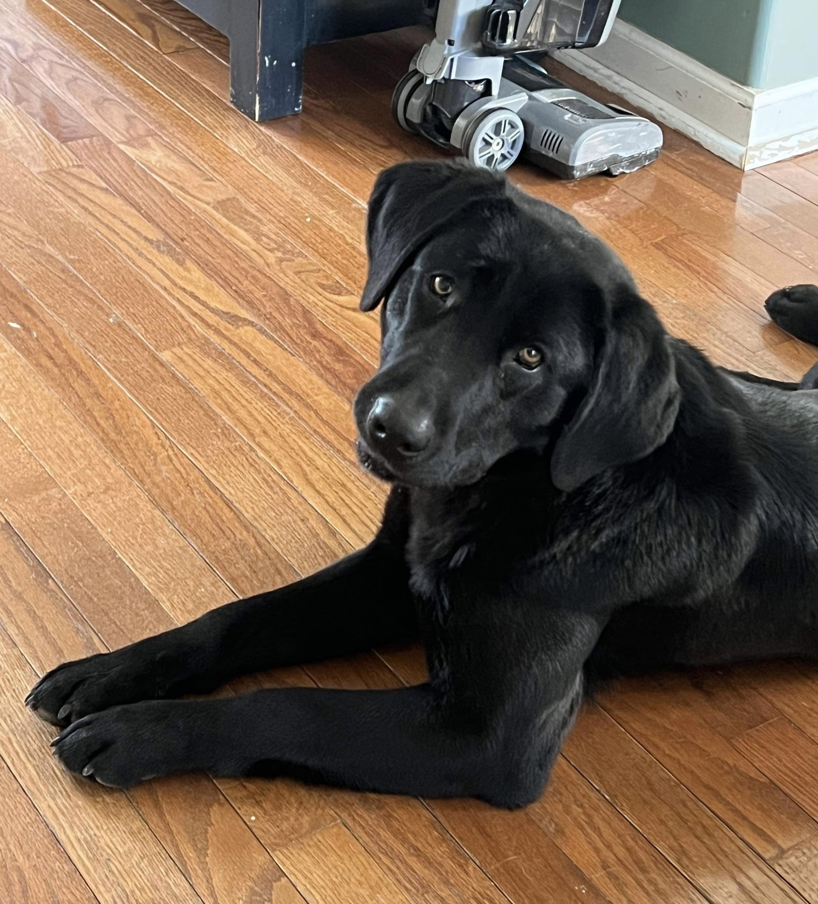 Dog for Adoption Coral, a Labrador Retriever in Columbus, MN Alpha Paw