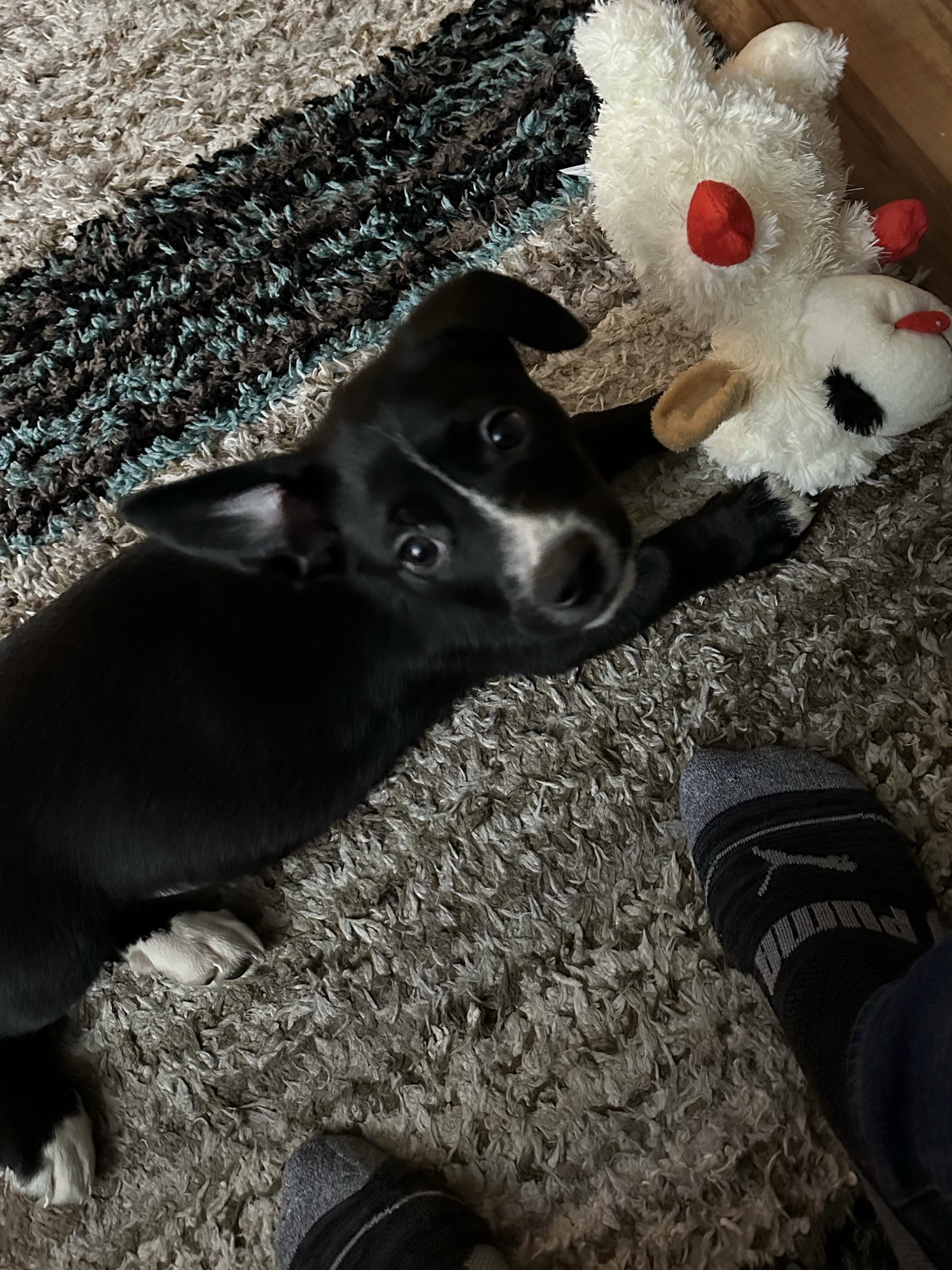 Dog for Adoption Rugby, a Labrador Retriever in Crystal, MN Alpha Paw