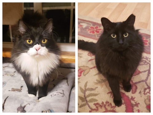 Phantom & Baby Darkness