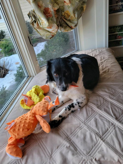 Dottie