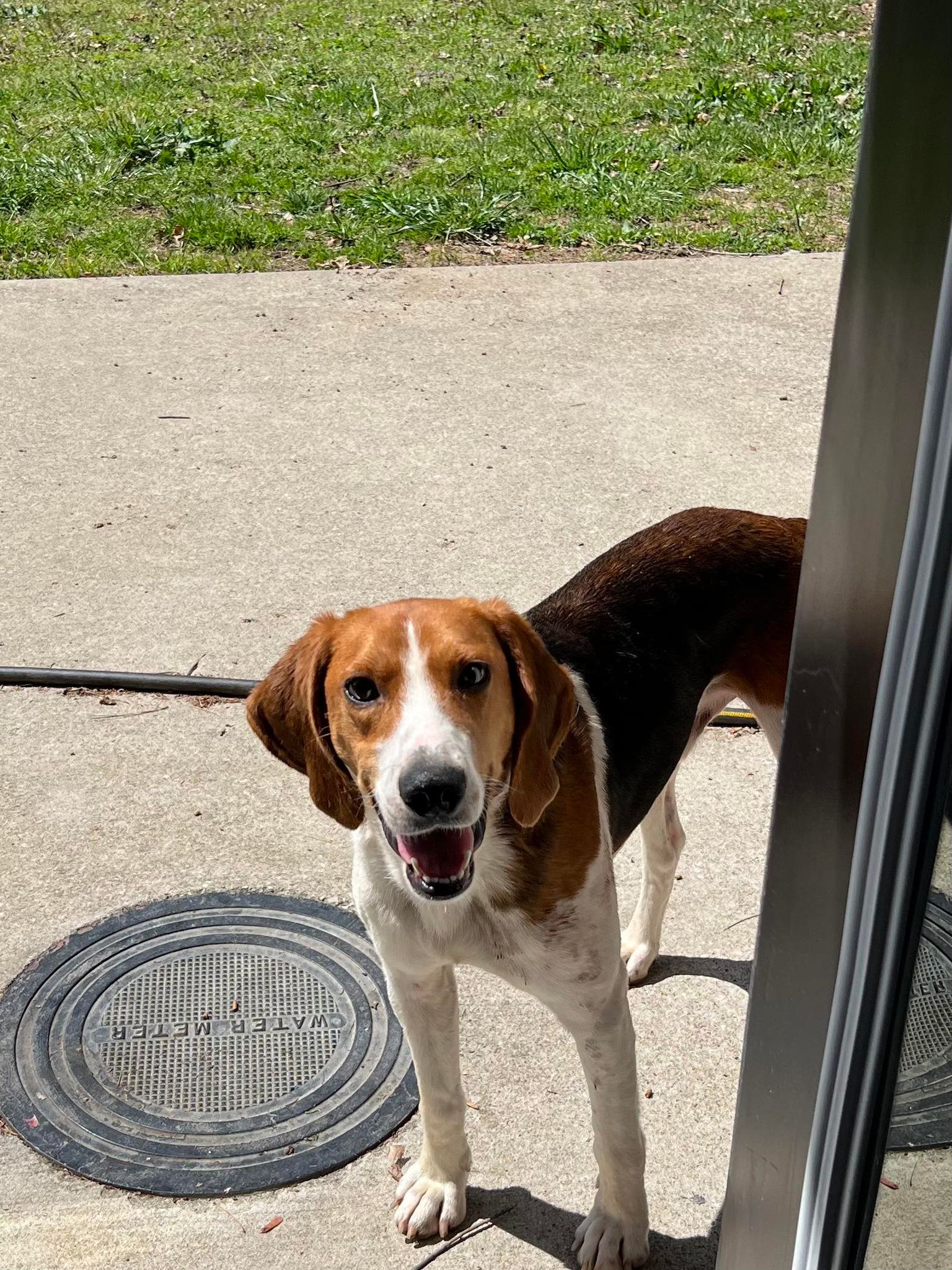 Dog for Adoption Wally *Foster home needed*, a Coonhound in River