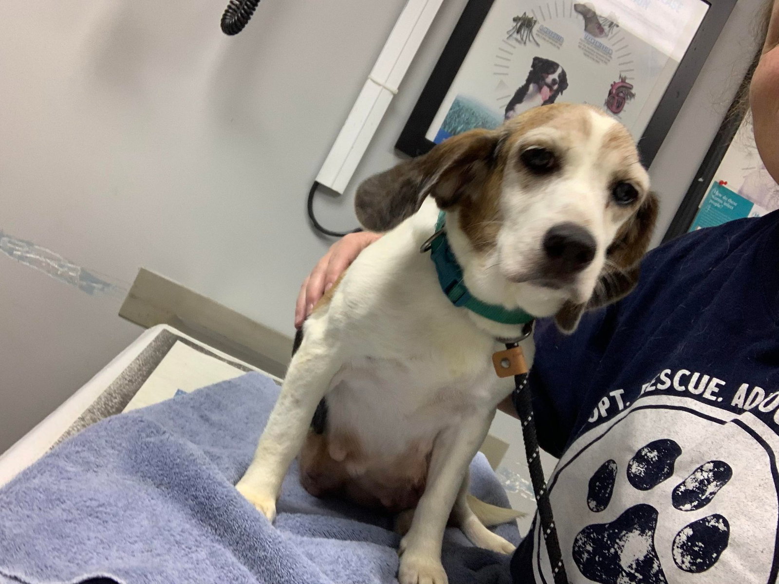 Dog for Adoption Poppy, a Beagle in Woodbury, MN Alpha Paw