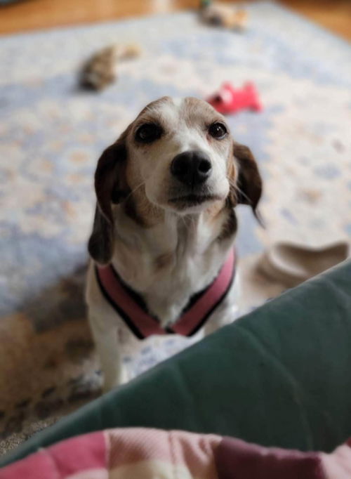 Poppy