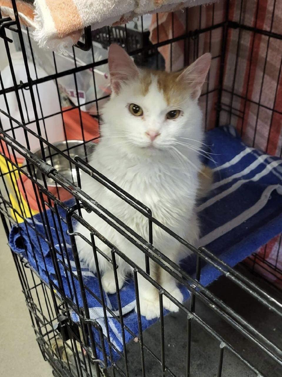 Cats for Adoption in Waconia, Minnesota Alpha Paw