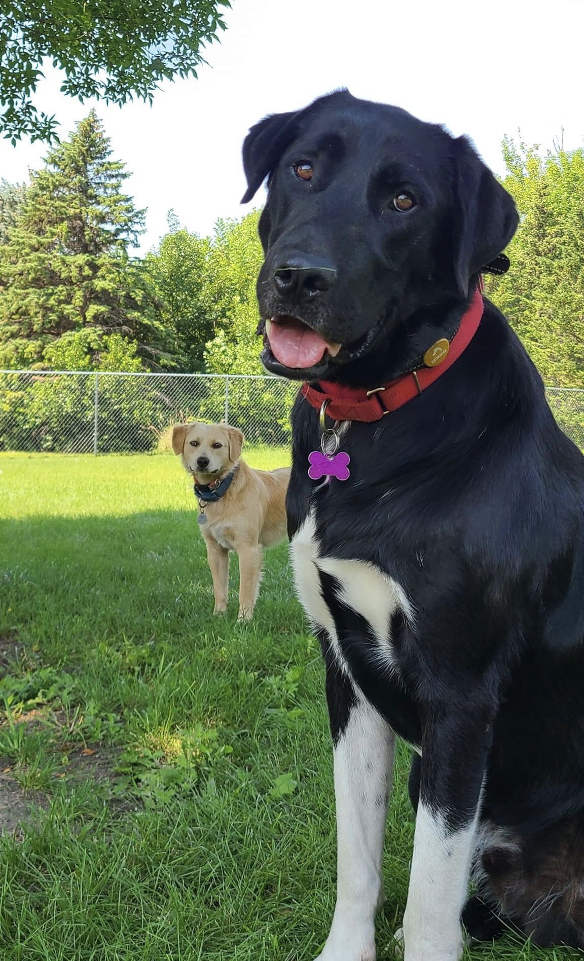 adoptable Dog in Minneapolis, MN named Artie