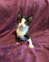 Domino