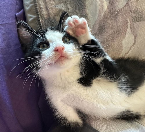 Domino